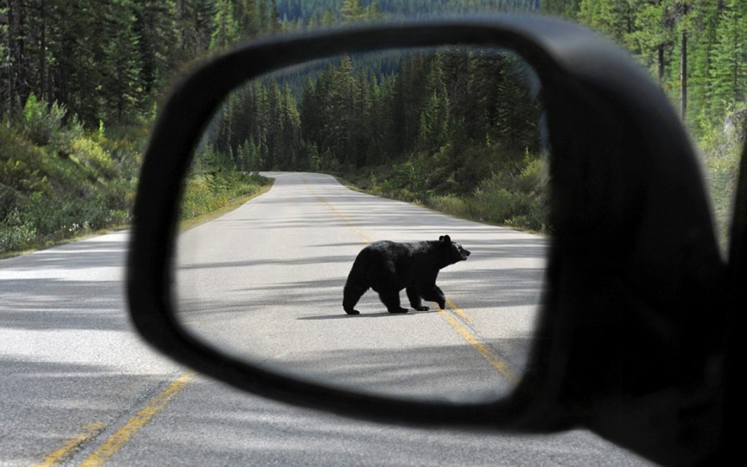 Tips to Prevent Wildlife-Related Car Collisions
